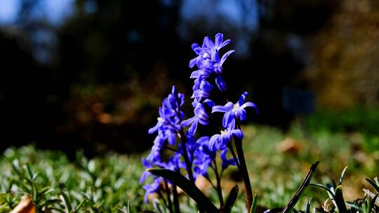 大自然微风下蓝色的花朵微距特写