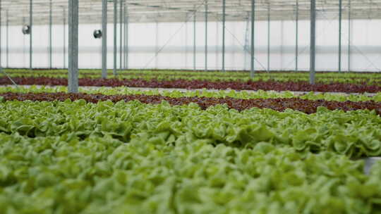 温室有机蔬菜