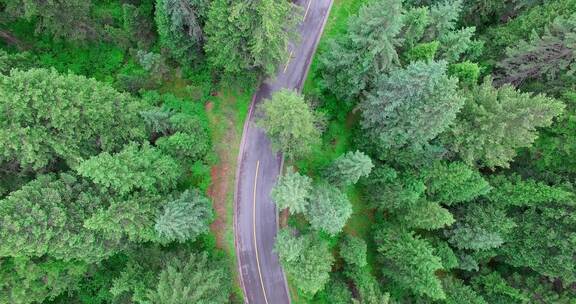 森林中的公路汽车航拍