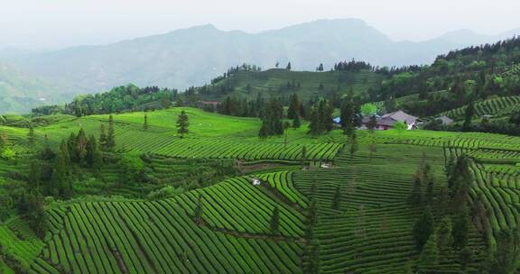 航拍四川茶山春天风景