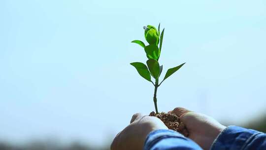 植树节 种树 栽树 植树视频素材模板下载