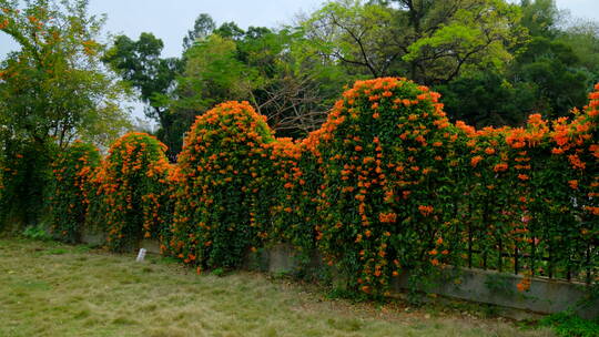 炮仗花藤蔓 爬墙植物爬满围墙