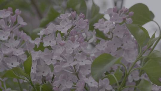 丁香花微距LOG