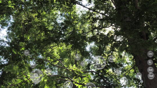 夏日阳光穿透树林阳光明媚视频素材模板下载