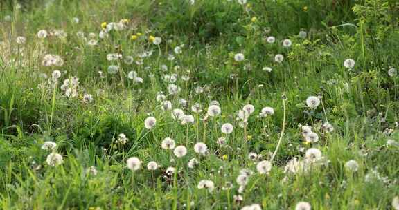 野生植物蒲公英