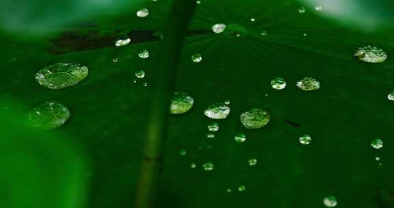 雨后荷叶上的露水珠