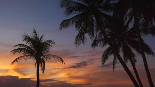 棕榈和日落天空热带视频素材模板下载