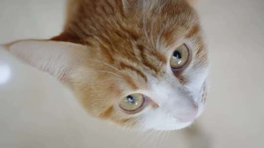 橘色家猫眼睛特写视频素材模板下载