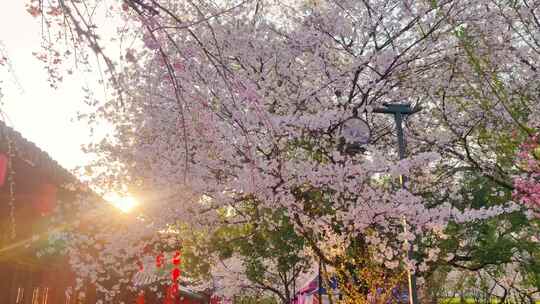 湖北武汉东湖樱花园樱花盛开