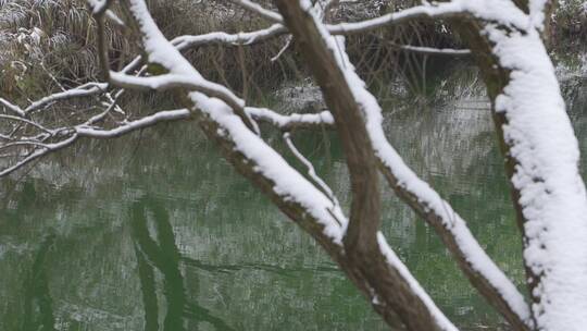 冬天湖面上落雪的树