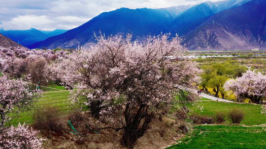 西藏林芝米林桃花油菜花乡村