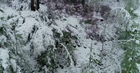 航拍雪压杜鹃（五月末杜鹃花开时普降瑞雪）