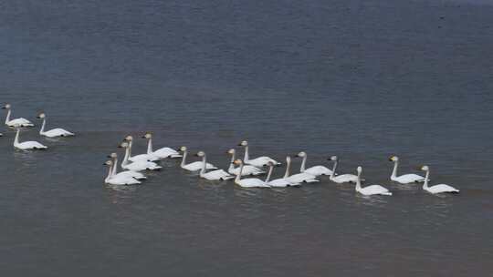 江西鄱阳湖湿地小天鹅候鸟航拍自然风光