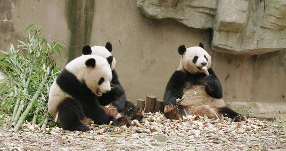 三只大熊猫坐在地上吃竹笋