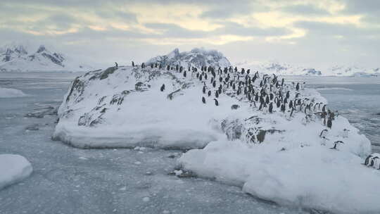游泳，跳跃企鹅殖民地。南极洲。