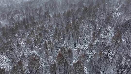 航拍东北下暴雪林海雪原威虎山