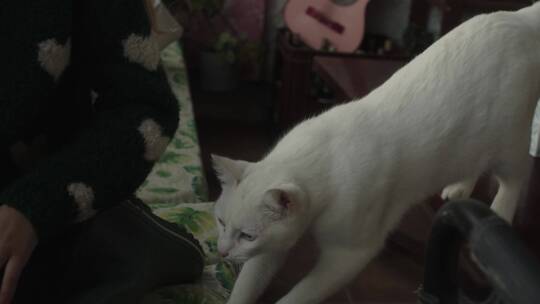 可爱的白色猫咪