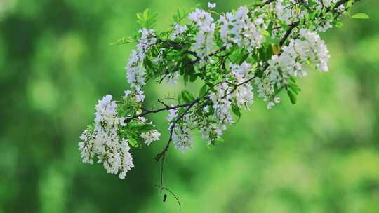 4K槐花盛开蜜蜂采蜜阳光唯美空镜合集