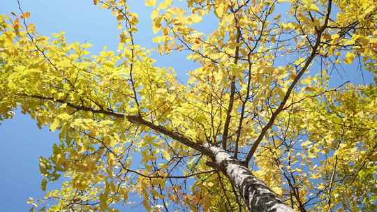 银杏秋天阳光银杏树银杏叶