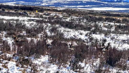 野生动物狍鹿4K60祯