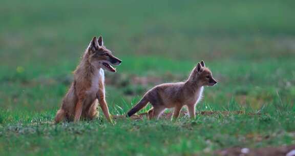 草原上行走奔跑玩耍的狐狸