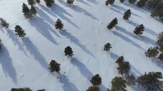 鸟瞰红花尔基林区雪原松林