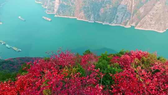 长江三峡巫峡红叶