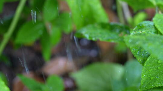 雨水冲洗的绿植