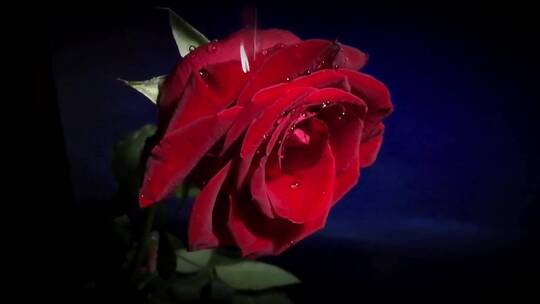 雷雨闪电 雨中的红玫瑰微距镜头