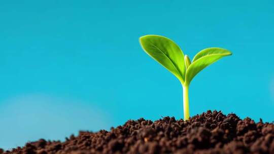 1871 树木生长过程