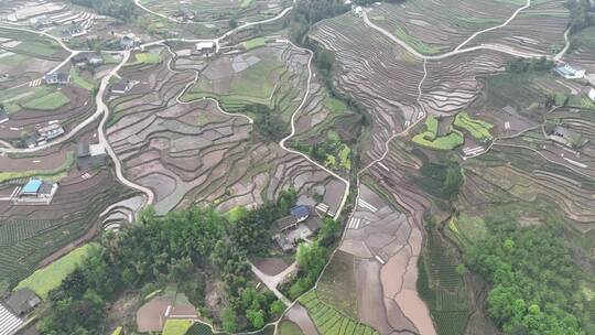 乐山沙湾四峨山梯田