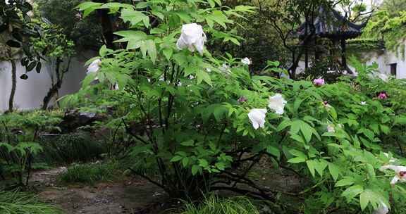 春天春雨园林唯美牡丹园 留园春意踏青