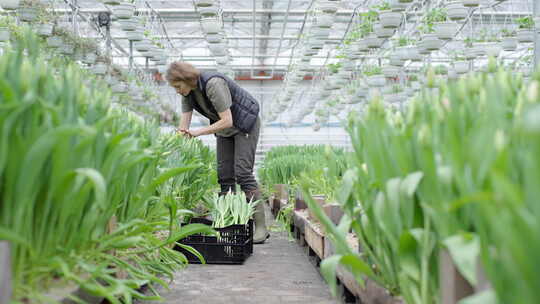 在温室里照料植物的女人