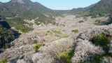 航拍福州永泰青梅花（葛岭万石村）11高清在线视频素材下载