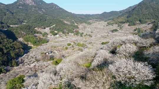 航拍福州永泰青梅花（葛岭万石村）11