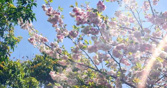 春天阳光下的樱花花朵花瓣
