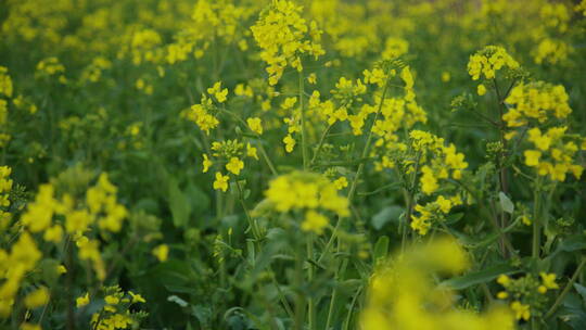 油菜花意境高清实拍