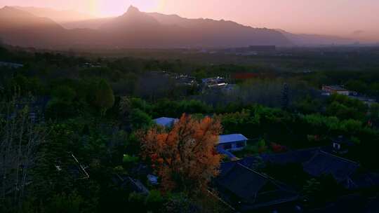 西安古观音禅寺千年银杏树