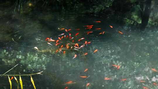鱼群戏水游动金色锦鲤金鱼游动