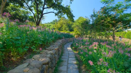 田间小路 花园 公园 花坛 醉蝶花