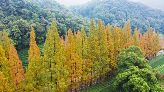 秋天水杉林公路秋色航拍视频素材模板下载