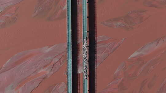 高原地区羊群过桥的壮观景象