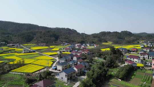 航拍乡村田野油菜花田