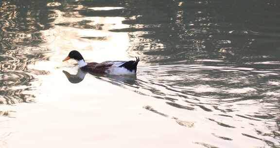 鸭子戏水游泳阳光湖水