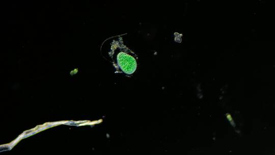 微生物原生生物光学显微镜实拍5