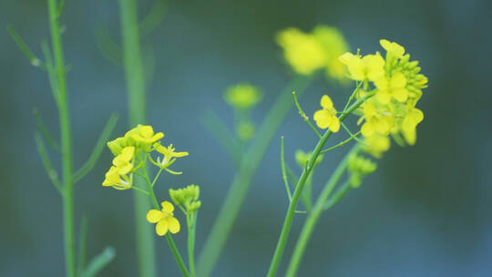 春天春暖花开唯美油菜花