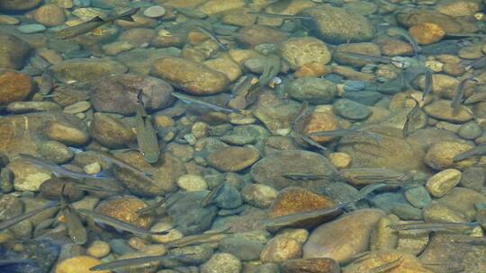 武夷山九曲溪鱼在水中游