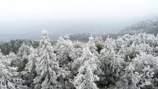 冬天雾凇树挂雪树枝冬日暖阳