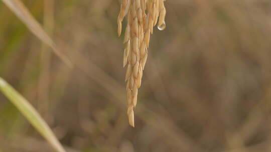 乡村水稻田稻穗五常大米丰收