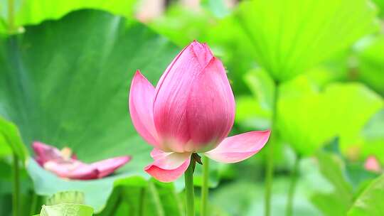 成都望丛祠夏日荷花盛开实拍素材